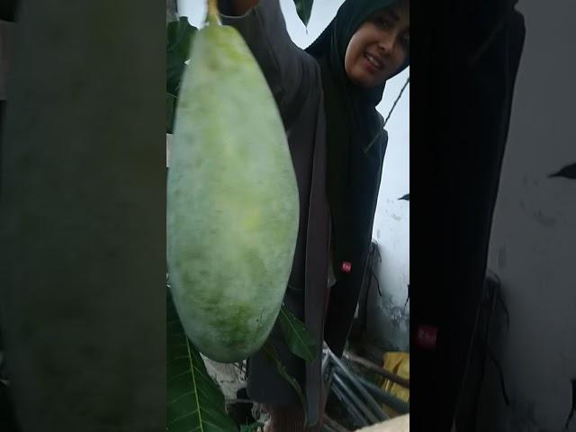 Buah mangga bobotnya hampir 2 kg