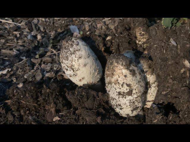 Cody Finds and Eats Wild Shaggy Ink Cap Mushrooms