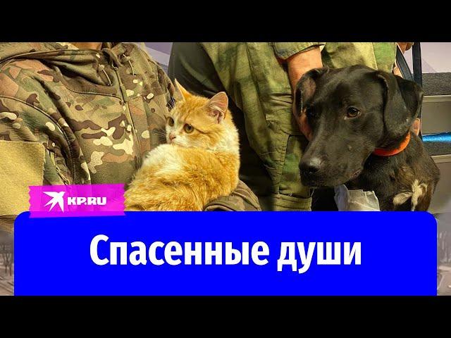 Брошенные псы Донбасса: раненных животных вывозят из Мариуполя