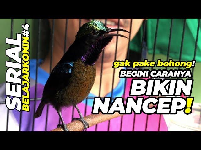 BELAJAR KONIN #4 : Perhatian! GAK PAKE BOHONG, Begini Caranya KOLIBRI NINJA Nancep Gacor Ngobra