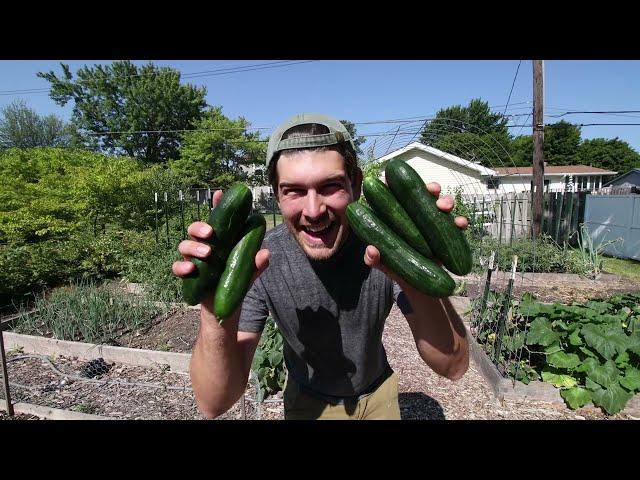 How to Prevent and Control Cucumber Beetles 5 Ways