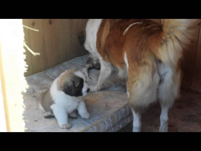 Moscow Watchdog Puppies, litter B, 7 weeks old