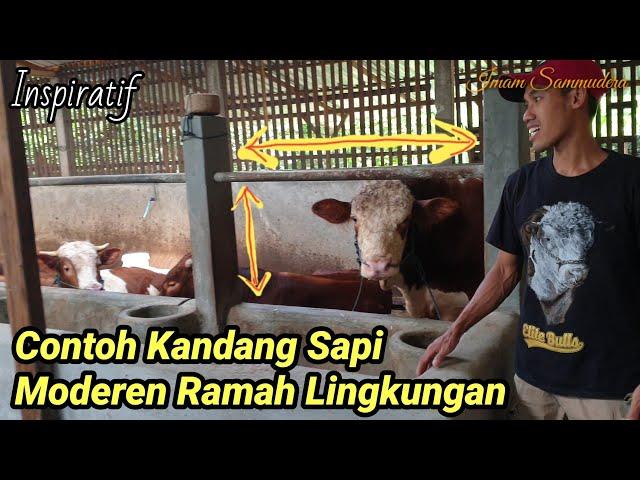 Inilah Ukuran Kandang Sapi Moderen Ramah Lingkungan Yg Cocok Jadi Referensi Peternak Pemula