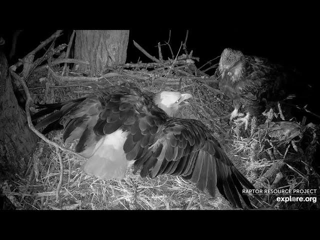 Decorah North ~ BOLD SUB ADULT Lands On Nest!  DNF Protects Eggs! Mr North Flushes SA Off!  3.6.25