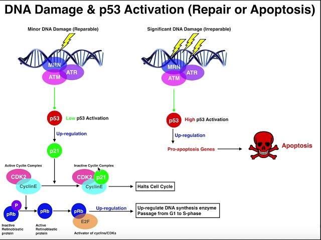 The DNA Damage Response | Repair the DNA or Commit Apoptosis?