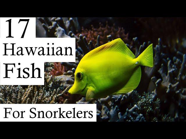 17 Hawaiian Reef Fish Every Snorkeler Should Know About (In Under 2 Minutes!)