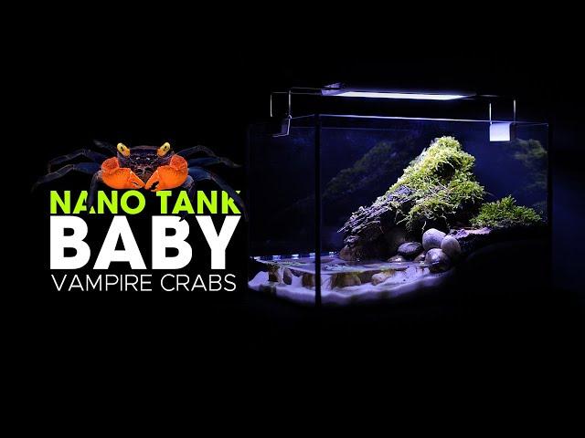 Nano Paludarium Build for Baby Vampire Crabs | Baby Vampire Crab tank setup guide.