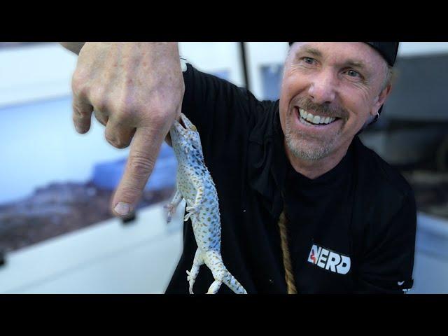 Training Tokay Geckos NOT to Bite Me!