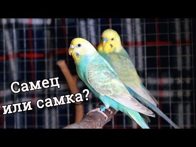 ОПРЕДЕЛЯЕМ ПОЛ У ВОЛНИСТОГО ПОПУГАЯ! | PetMania