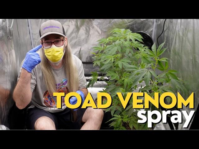 Toad Venom STS Reversal Spray w/ Chad Westport : Spider Farmer 6" oscillating fan