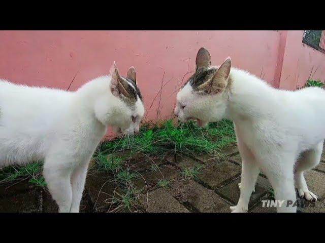 Cats Fighting and Meowing - These two are still bloody brothers