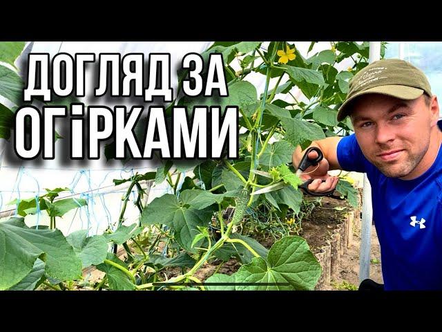 Догляд за огірками! Напала білокрилка!