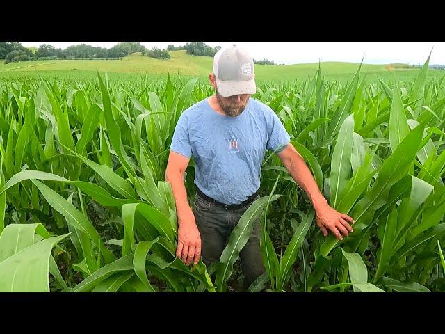 Knee High By The Fourth of July!