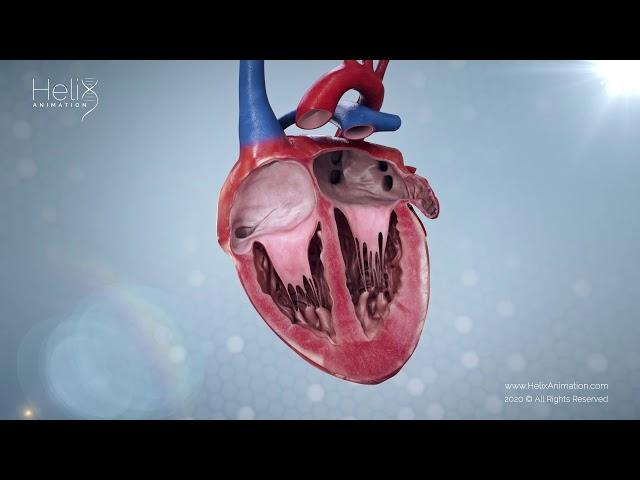 Realistic Heart Beat in Cross-section