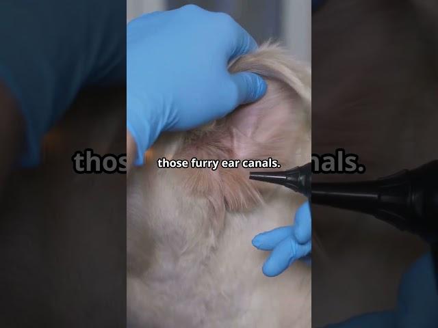 How to Cure Dog Ear Infections Fast!  Vet-Approved Tips #shorts