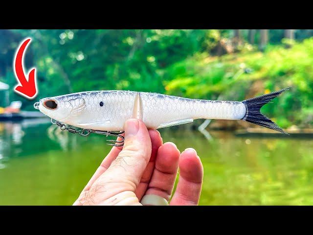 These Creek Fish Have NEVER Seen Anything Like This (Berkley Nessie)