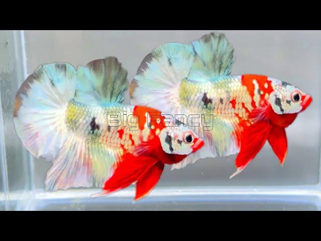 125"Most Beautiful Betta Fish: Stunning Colors & Gorgeous Betta Fish Tanks