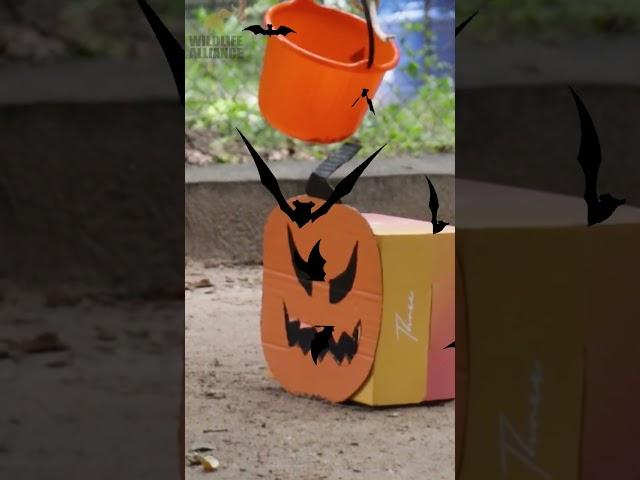 A spook-tacular time with enrichment, join us over on Patreon for the full videos! #halloween