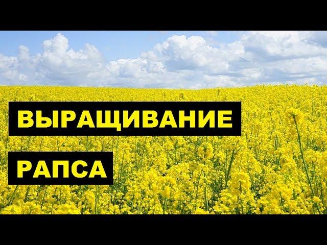 Выращивание Рапса как бизнес идея