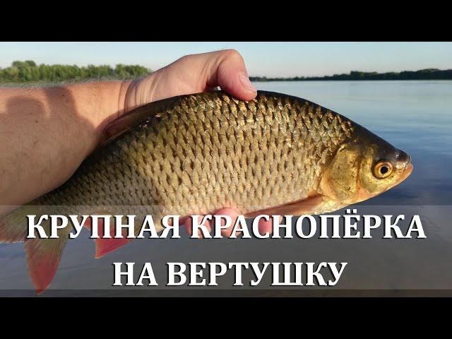 Рыбалка на Волге. Крупная краснопёрка на вертушку.12+