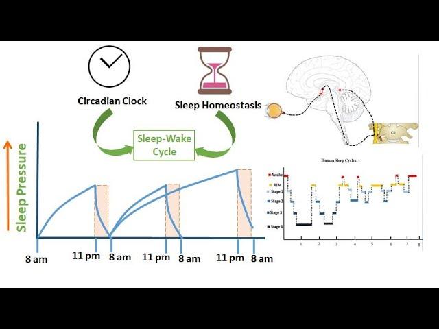 Introduction of Sleep - Wake Cycle l Sleep Homeostasis l Circadian Rhythm l Neurobiology of Sleep