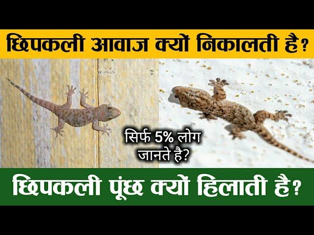 Why lizards make sound ? Why lizards move their tails ?