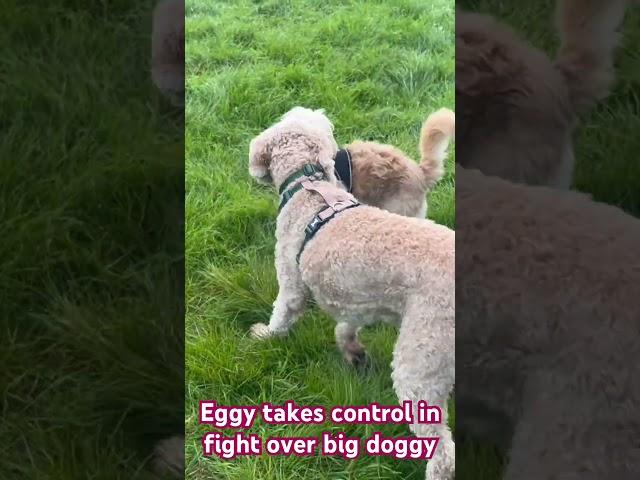 Eggy takes on the big dogs #dog #strong #fight#cavapoo #cute #funny