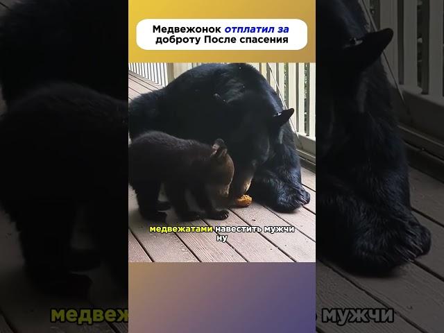 Медвежонок отплатил за доброту После спасения#животное #животныймир #медведь #история #новости