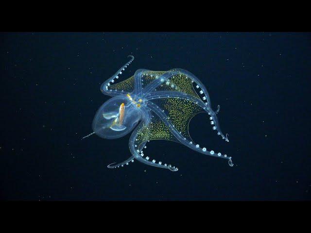 Discovering Deep-Sea Corals of the Phoenix Islands 2 - 4K ROV Highlights