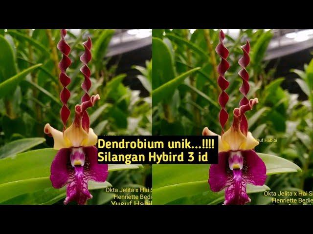 DENDROBIUM SINGAPORE...!!! Okta Jelita x Hai Sing/Henriette Bedie