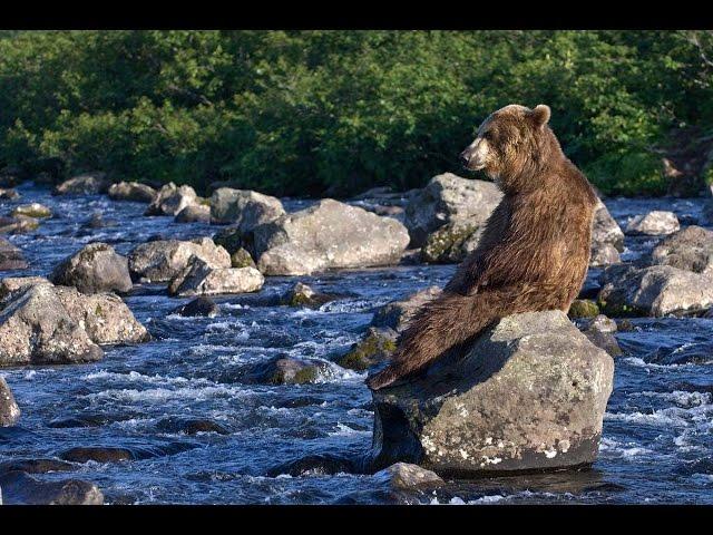 Дикая жизнь Аляски. Первозданная природа - Документальный фильм