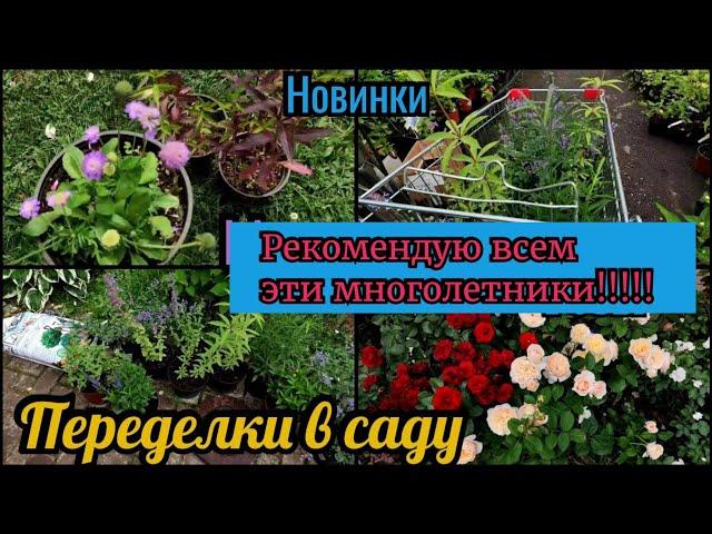 Переделки в саду. Эффектные компаньоны к розам. Рекомендую всем!  Новинки. Мой сад прогулка