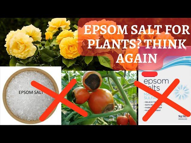 Epsom Salt for plants - Myth