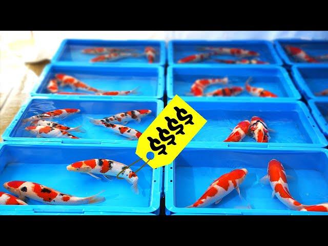 Japan's Secrets: Farming The Most Expensive Fish in The World!