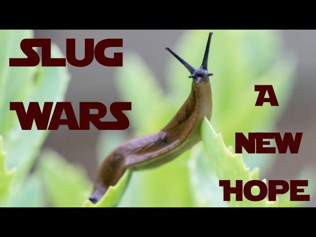 Slug Wars: A New Hope, The Battle For The Veg Heats Up