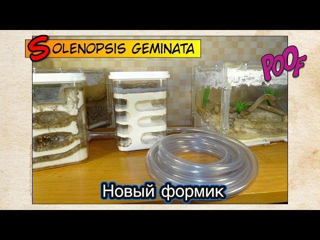 Новый формикарий у огненных муравьев ● Solenopsis geminata