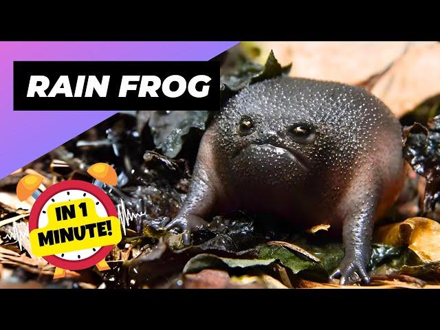 Rain Frog  The Avocado Frog! | 1 Minute Animals