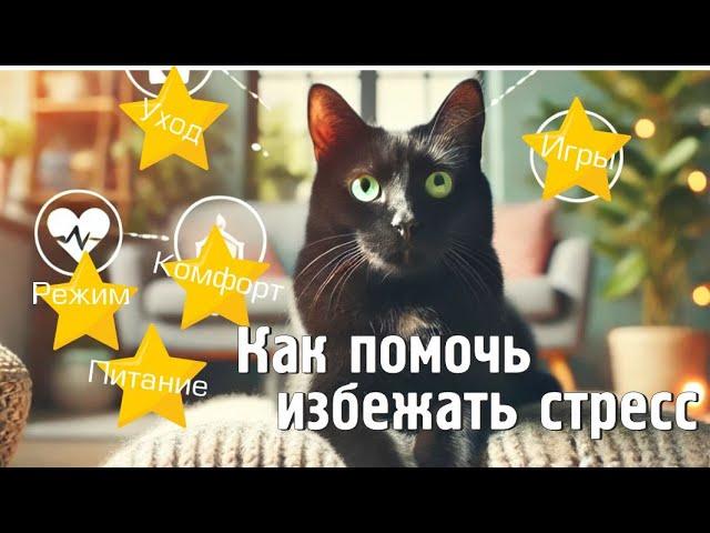 Почему кошки испытывают стресс и как вы можете помочь#blackcatmajk #stressrelief #antistress #cat