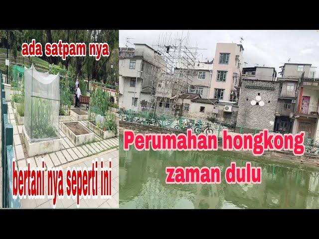 Perumahan di hongkong zaman dulu || lahan perkotak untuk bercocok tanam || vlog tkw hongkong ||