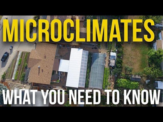 IN PRACTICE - Microclimates - What you need to know