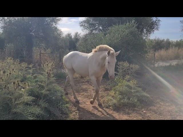 poldros de 2 anos