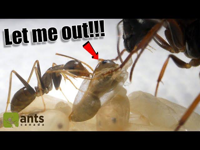 How A New Ant Hatches From Its Cocoon | AMAZING PROCESS