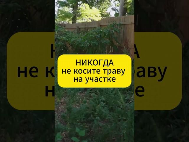 Никогда не косите траву на участке  #огород #дача #сад #рецепт