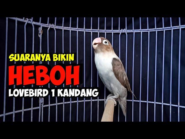 Pancingan Lovebird Fighter Ngekek Panjang, Saat Diputar Lovebird Satu Kandang Heboh bersautan