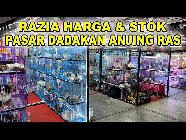 Razia Harga & Stok Pasar Dadakan Jual Anjing Ras - Lippo Mal Puri Jakarta Barat