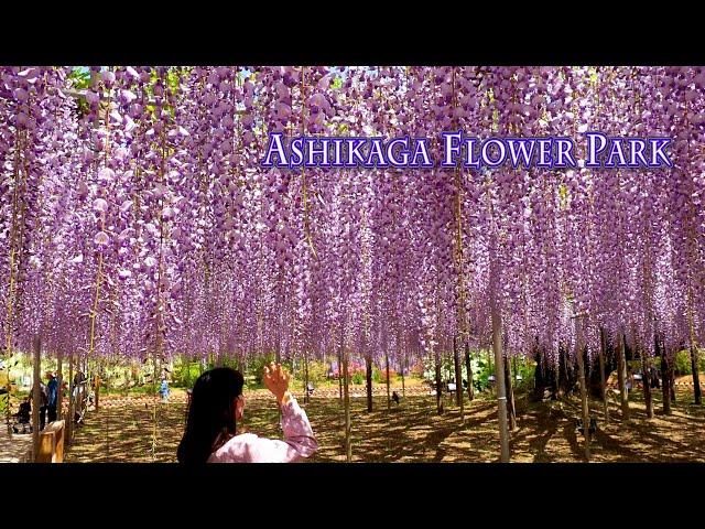 ASHIKAGA FLOWER PARK 2021, Episode-1 "O-Fuji wisterias are in full bloom". #4K #あしかがフラワーパーク #藤