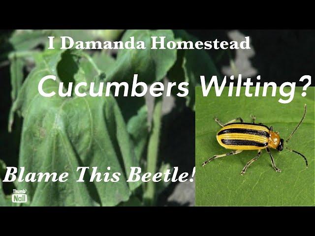 How to Spot Cucumber Beetles and Bacterial Wilt. A Killer of Cucumbers and Squash!