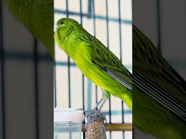 Masteran Kenari Juara #kenari #canary #canario #canarias #pancingankenari #masterankenarifullisian