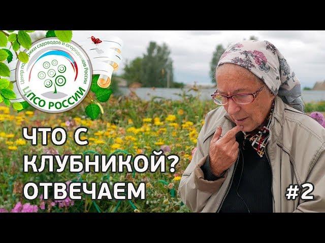 #2  ЧТО С КЛУБНИКОЙ??? ПОЧЕМУ СОХНУТ ЯГОДЫ НА КЛУБНИКЕ.