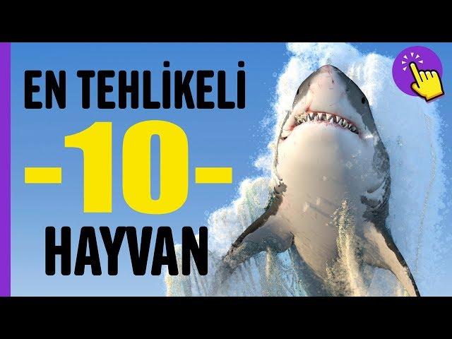 En tehlikeli 10 Hayvan | Hayvanlar Alemi | Aklında Olsun